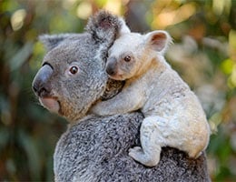 Koala