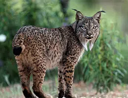 Lynx