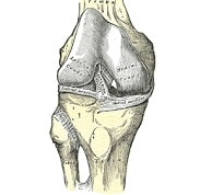 Ligament