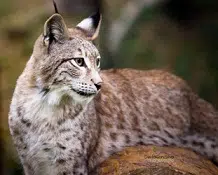 Lynx