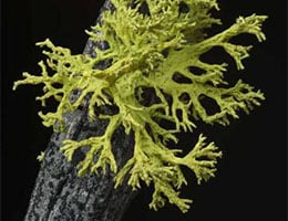 Lichens