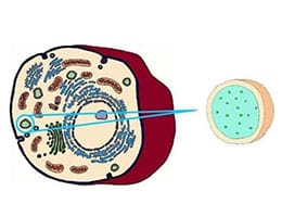 Lysosome