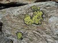 Lichens