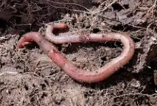 Worm