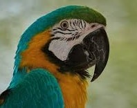 Parrot