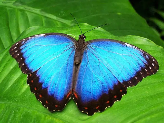 Lepidoptera