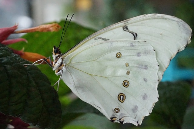 macroscopic photography