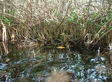 Mangrove swamp