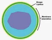 plasma membrane