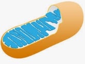 Mitochondria