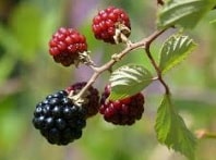 Blackberry