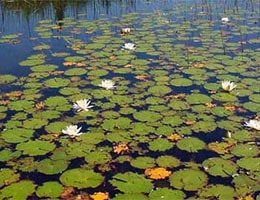 Water lily