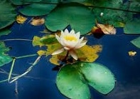 Water lily