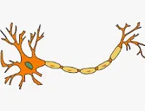 Neuron