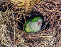 Nest