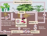 Nitrification