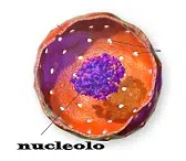 Nucleolus