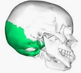 Occipital