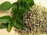 Oregano