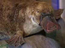 Platypus