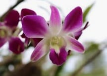 Orchid