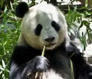 panda bear