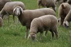 Ovine