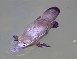 Platypus