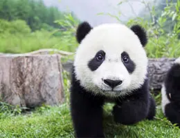 panda bear