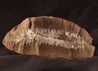 Paleobotany