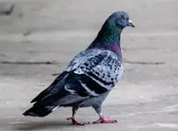 Pigeon