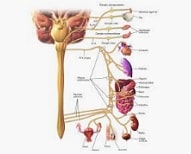 Parasympathetic