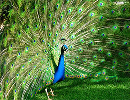 Peacock