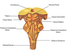 Peduncle