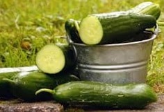 Cucumber