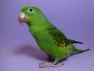 Parakeet