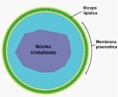 Peroxisome