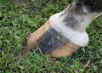 Hoof