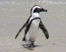 Penguin