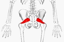 Piriformis