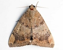 Moth