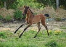 Foal