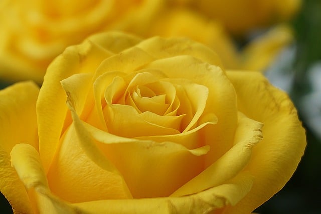 Close-up flower