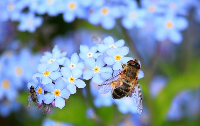 Communication ethology of bees