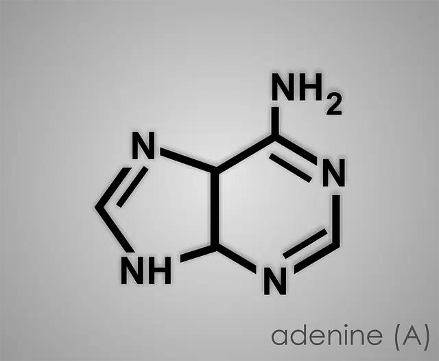 Purine adenine