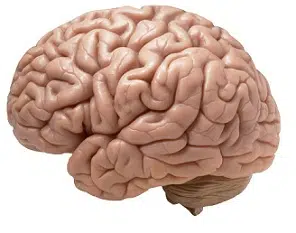 brain