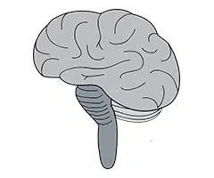 brain