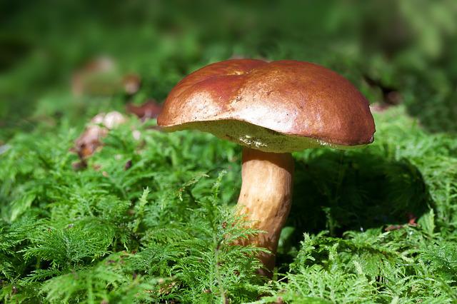 Bay boletus boletus mushroom