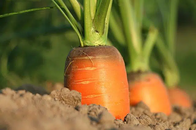 Carrot agriculture sedentarization