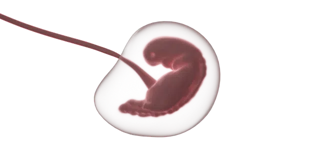 Zygote